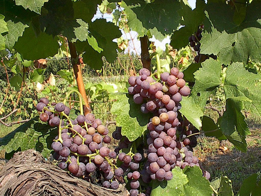 Moschofilero grape vine