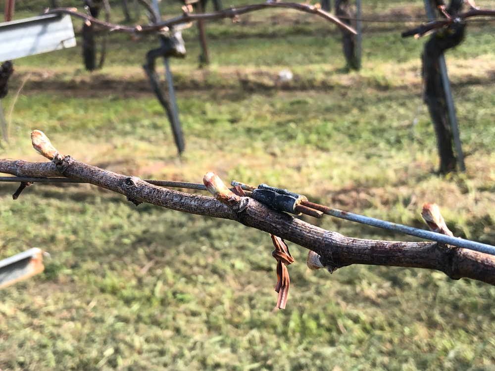 Vineyard Bud Break