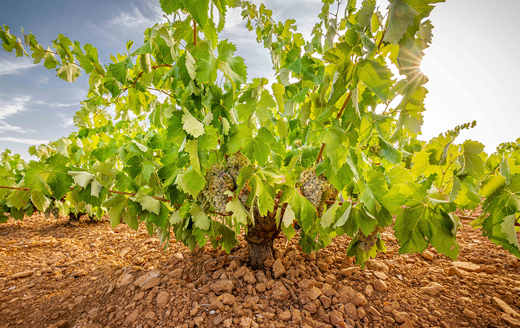 Grape-vine-Calatrava-volcanic-soil